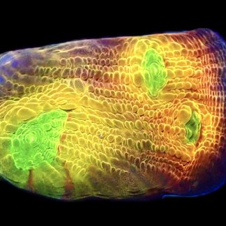 WYSIWYG A2 Tropicana Chalice Frag