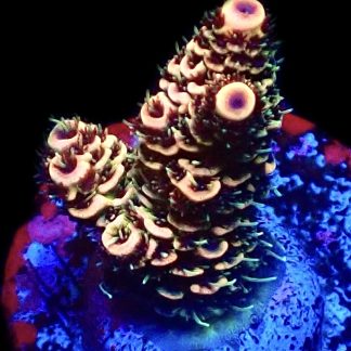 WYSIWYG 12F Pink Delight Millepora Frag