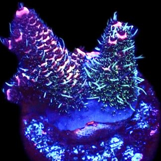 WYSIWYG 12G Hot Fuzz Millepora Frag