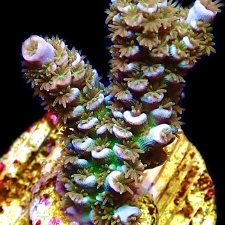 WYSIWYG 18E Wild Heather Acropora Tenius