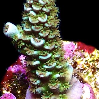 WYSIWYG 19E Wild Heather Acropora Tenius