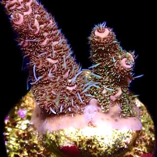 WYSIWYG 20D Hot Fuzz Millepora Frag