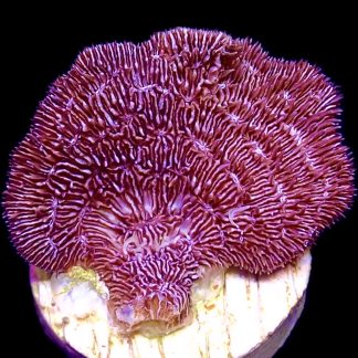 WYSIWYG M16 Ultra Purple Scrolling Pavona