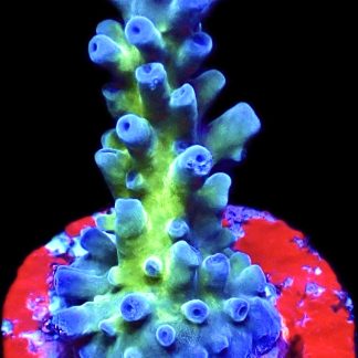 WYSIWYG 14J Electric Miyagi Tort Acropora Frag