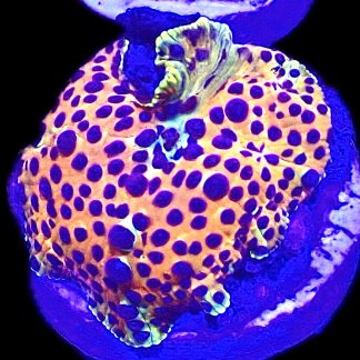 WYSIWYG A2 Ultra Discosoma Mushroom