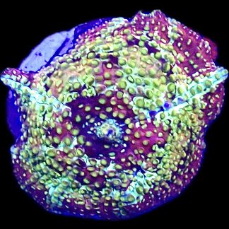 WYSIWYG A3 Ultra Discosoma Mushroom