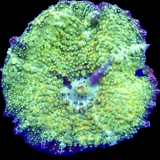 WYSIWYG A6 Ultra Discosoma Mushroom