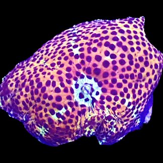 WYSIWYG A7 Ultra Discosoma Mushroom