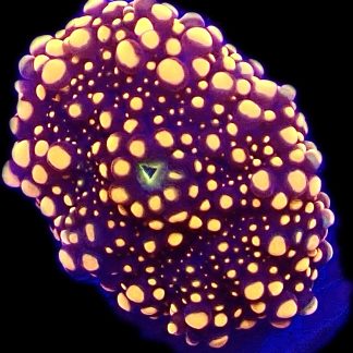 WYSIWYG A8 Orange Ricordea Yuma