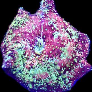 WYSIWYG A9 Ultra Discosoma Mushroom