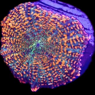 WYSIWYG A10 Ultra Rhodactis Mushroom