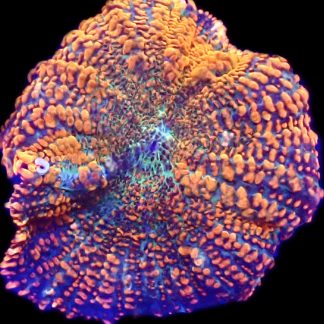 WYSIWYG A13 Ultra Rhodactis Mushroom