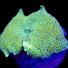 WYSIWYG A14 Ultra Discosoma Mushroom
