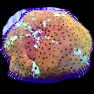 WYSIWYG A29 Ultra Discosoma Mushroom