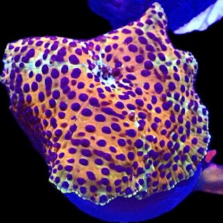 WYSIWYG A30 Ultra Discosoma Mushroom