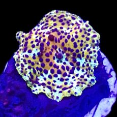 WYSIWYG A31 Ultra Discosoma Mushroom