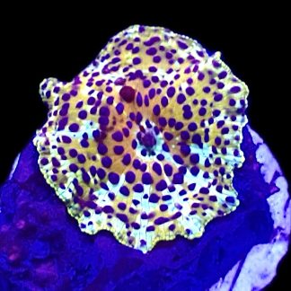 WYSIWYG A31 Ultra Discosoma Mushroom