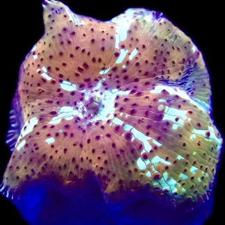 WYSIWYG A32 Ultra Discosoma Mushroom