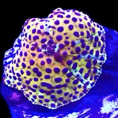 WYSIWYG A33 Ultra Discosoma Mushroom