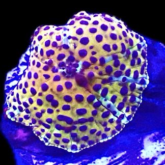 WYSIWYG A33 Ultra Discosoma Mushroom