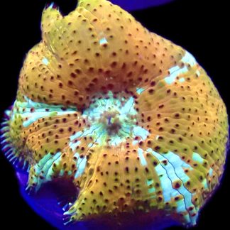 WYSIWYG A34 Ultra Discosoma Mushroom