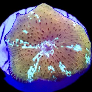 WYSIWYG A35 Ultra Discosoma Mushroom