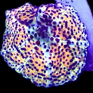 WYSIWYG A36 Ultra Discosoma Mushroom