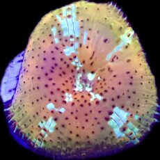 WYSIWYG A37 Ultra Discosoma Mushroom