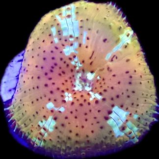 WYSIWYG A37 Ultra Discosoma Mushroom