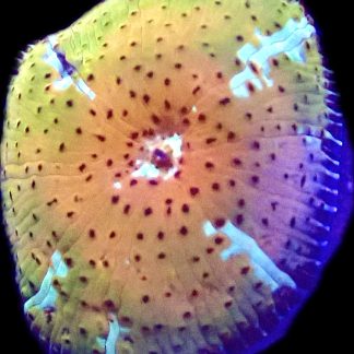 WYSIWYG A38 Ultra Discosoma Mushroom