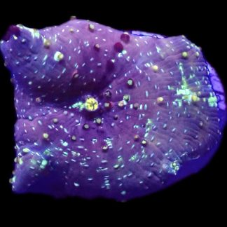 WYSIWYG A39 Rainbow Discosoma Mushroom