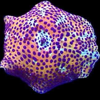 WYSIWYG A40 Ultra Discosoma Mushroom