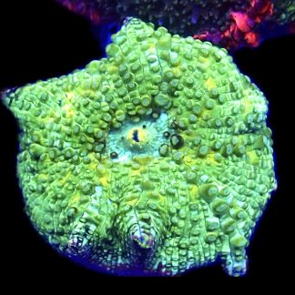 WYSIWYG A41 Ultra Discosoma Mushroom