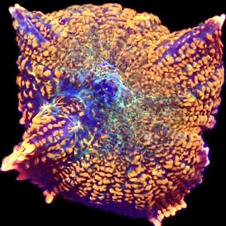 WYSIWYG A43 Ultra Rhodactis Mushroom