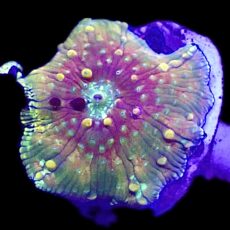 WYSIWYG A44 Rainbow Discosoma Mushroom