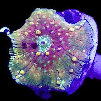 WYSIWYG A44 Rainbow Discosoma Mushroom