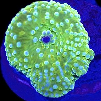 WYSIWYG A45 Ultra Discosoma Mushroom