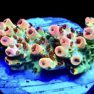 WYSIWYG 21H Bill Murray Acropora Frag