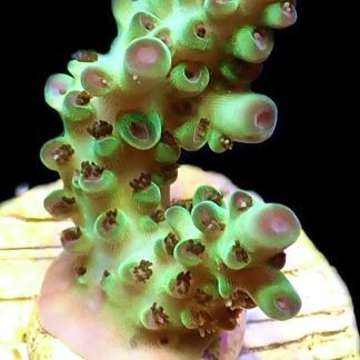 WYSIWYG 23i  Rainbow Acropora Granulosa Frag