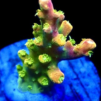 WYSIWYG 24E Rainbow Loom Ultra Frag