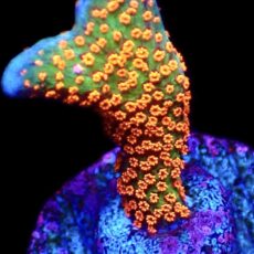 WYSIWYG 23C Bubblegum Montipora