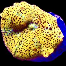 WYSIWYG A21 Ultra Discosoma Mushroom