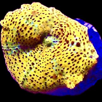 WYSIWYG A21 Ultra Discosoma Mushroom