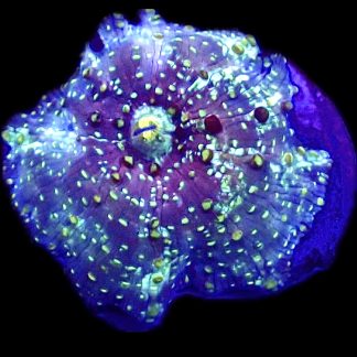 WYSIWYG A15 Ultra Discosoma Mushroom