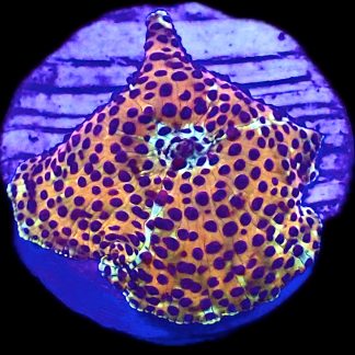 WYSIWYG A16 Ultra Discosoma Mushroom