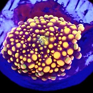 WYSIWYG A17 Orange Ricordea Yuma