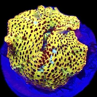 WYSIWYG A22 Ultra Discosoma Mushroom