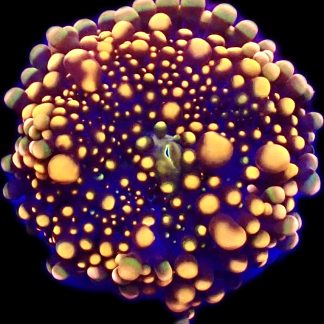 WYSIWYG A23 Orange Ricordea Yuma