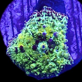 WYSIWYG A24 Ultra Discosoma Mushroom