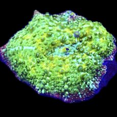 WYSIWYG A26 Ultra Discosoma Mushroom